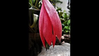 The best way to plant and care Billbergia nutans Queens tears [upl. by Nylidnam]