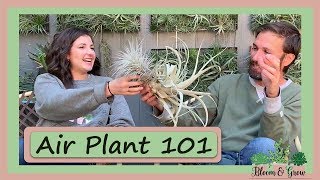 Airplant Care 101 and Airplantman Studio Tour [upl. by Ael]