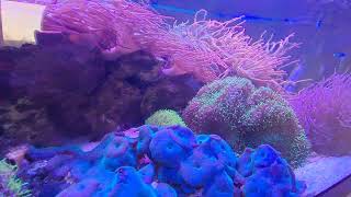 100 Gallon Anemone Aquarium Clownfish reeftank anemone [upl. by Lussier130]