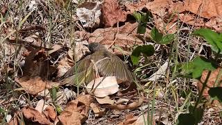 Brown Honeyeater sunbathing Hervey Bay Qld [upl. by Ylrak]