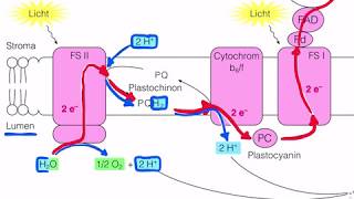 Lichtreaktion der Fotosynthese [upl. by Burt491]