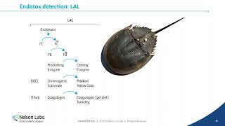 Controlling Endotoxins Contamination during Pharmaceutical Production [upl. by Fries]