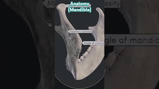 Anatomy of Mandibleindradentalvlogs mandible shorts dentist [upl. by Harahs906]