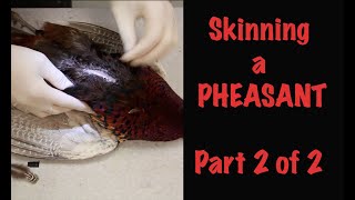 Pheasant TaxidermyHow to skin a Pheasant for Taxidermy Part 2 of 2 quotBODYquot [upl. by Ludwog]