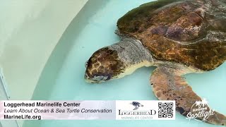 Sunshine Spotlight Learn about ocean conservation at Loggerhead Marinelife Center [upl. by Rik]