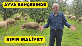 SIFIR MALİYETLE KOYUN BAKIYOR Ayva Bahçesinde 10 Ay Otlatıyor [upl. by Kitrak]