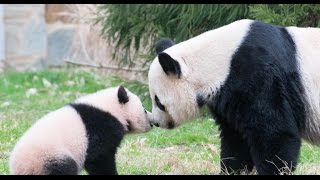 Bao Bao panda cub to be separated from mother at National Zoo [upl. by Adnoma466]