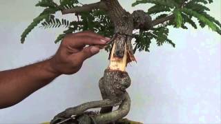 Bonsai Experiment Creating Nebari with Split Bark Technique [upl. by Vilma]