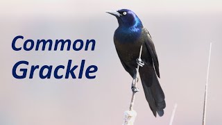 Common Grackles Funny Behaviors Sounds Display Foraging Feeding etc [upl. by Mauceri]