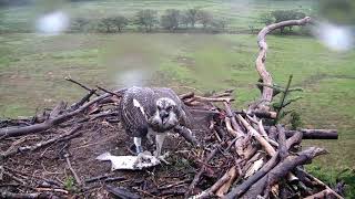 Glaslyn Ospreys [upl. by Chace]