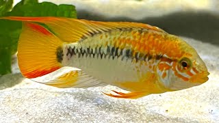 Apistogramma Cichlid  Complete Care amp Breeding Guide [upl. by Nalla]