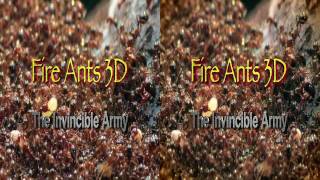 Fire Ants 3D documentary Official Trailer [upl. by Deeann563]