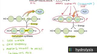 video lesson  dehydration vs hydrolysis [upl. by Osnofla]