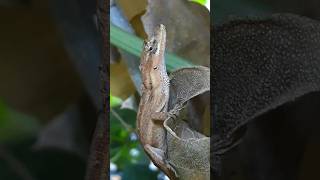 Anolis nebulosus 🦎 reptiles wildlife [upl. by Eimmas]