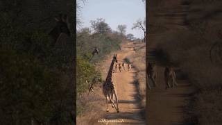 cute baby love lions wildlife giraffe الشعبالهنديمالهحل [upl. by Annelak]