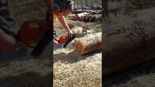 Making Pine Shavings With A Chainsaw homestead homesteadhacks chainsaw chickencoop [upl. by Conan]