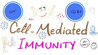 CellMediated Cellular Immunity aka Tcell immunity  Physiology amp Immunology [upl. by Nohtanhoj36]