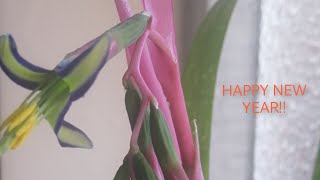 Happy New Year Bromeliad Billbergia nutans [upl. by Narra]