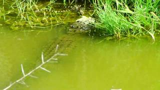 Alligator and baby Alligators in Fort Myers Florida [upl. by Airetnuhs]