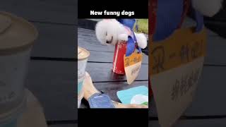 Bengali Dog Laugh Carnival  Funniest Dog Reactions and Clips funny funnybengal funnydog [upl. by Aniretac]