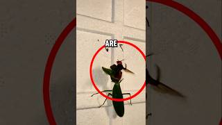 Wasp vs Praying mantis insect fight [upl. by Kenrick]