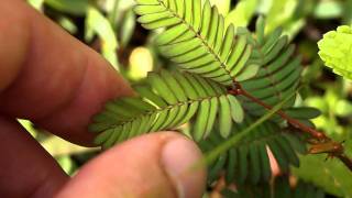 Sensitive Plant Mimosa pudica Bukidnon Philippines [upl. by Olcott]