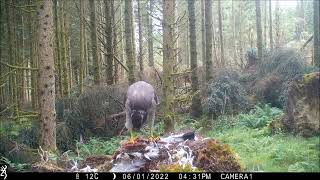 Buzzard Thumped by Goshawk [upl. by Aizti]