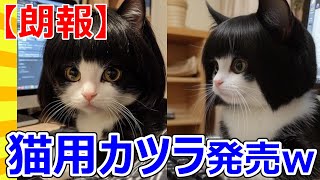 【2ch動物スレ】【朗報】猫用かつら発売ｗｗｗｗｗｗｗ [upl. by Bernardo355]