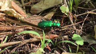 Tiger beetle hunting in the wild Cicindela sexguttata [upl. by Htiduy707]