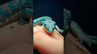 Abronia Graminea Calico Female Mexican Alligator Lizard [upl. by Nomyad170]