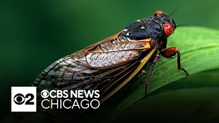 Map shows where billions of cicadas will emerge in Illinois [upl. by Isidore399]