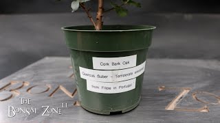 Repotting a Cork Bark Oak Plus Repotting Updates The Bonsai Zone March 2024 [upl. by Ihtac]