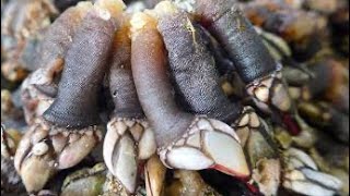 People Are Eating Gooseneck BARNACLES 😧🥴 [upl. by Absa]