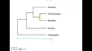 Phylogenetic Tree Basics [upl. by Adnaugal]