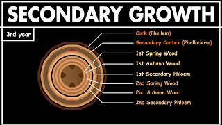 Secondary Growth in Dicot Stem  Anatomy of plants  Class 11 biology  NEET [upl. by Asil]