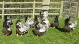 SILVER LACED WYANDOTTE HENS FROM CHESHIRE POULTRY [upl. by Nickola]