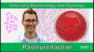 Pasteurellaceae Part 1  Veterinary Bacteriology and Mycology [upl. by Cudlip213]