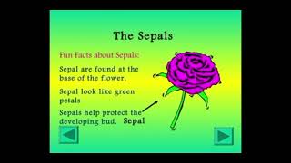 TOPIC PARTS OF A FLOWER  SCIENCE  7th video viralvideo [upl. by Rosabelle]