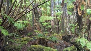 Hawaiian tropical rainforests Volcanoes National Park Big Island Hawaii USA North America [upl. by Ailed]