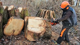 Les gros bois ne sont pas fendus mais découpés  2023 [upl. by Eikcid192]