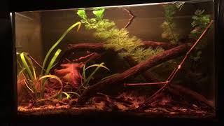 Rio Orinoco  Hemigrammus rhodostomus biotope 30 L [upl. by Ailadi]