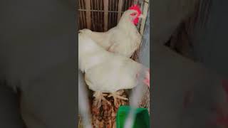 Fancy chicks in cagerBeautiful white murgychicken chicks shehrmaindihat cute shortvideo [upl. by Yelsiap]