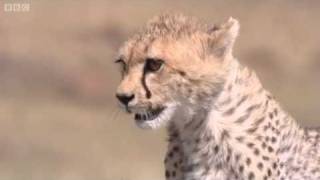 Cheetah Attacks Gazelle  Big Cat Diary  BBC [upl. by Ping]