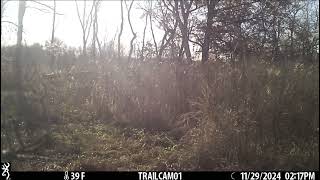 Trail camera short footage [upl. by Agnew384]