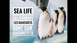 Aquarium Sea Life Val dEurope inaugure lîle des Manchots Antartic Adventure [upl. by Nwahsal305]