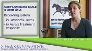 What are the signs a horse may be lame  Dr Nicola Cribb [upl. by Nitsirt]