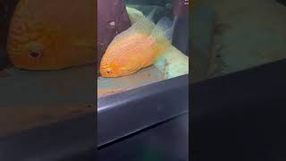 My Severum Cichlids Breeding amp Laying Eggs [upl. by Alahcim97]