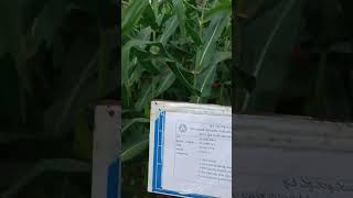 HIGH YIELD MAIZE VERIETY maize agriculture farming farm trending try nature gkvk farmlife [upl. by Shultz354]