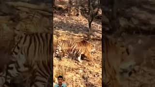 Lion vs Tigerquot Sư tử amp CọpquotanimalshortsanimalsTikAnimalTok [upl. by Grannie]