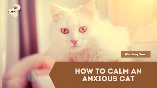 How to Calm an Anxious Cat  Pet care [upl. by Elreath893]